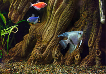 Poster - underwater photography of barbus tetrazona fish