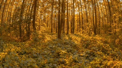 Wall Mural - Transition Forest From Summer Green To Autumn Yellow. Season Change Concept. Fall Autumn Mood Timelapse. change, changing Sunlight Sunrays Sunshine In Forest Landscape. Sun Shine. Fall Forest Foliage