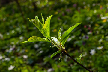 Wall Mural - Big green buds branches. Young green leaves coming out from thick green buds. branches with new foliage illuminated by the day sun. Early spring day. Spring is comming