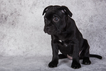 Black female American Staffordshire Bull Terrier dog puppy on gray background