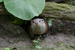 the European otter is hiding under a leaf