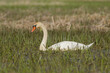 white swan on grass