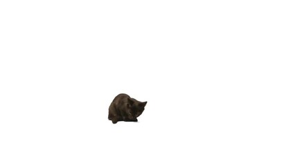 Poster - funny cat on on white background