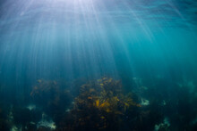 Kelp Seaweed Underwater With Ray Of Light.