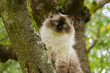 big cat sitting on a branch