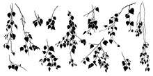 Birch Tree Branch With Leaves. Collection Of Various Isolated  Silhouettes. Vector Nature Template.