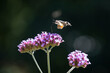 Hummingbird hawk moth is eating the nectar from the flower