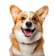 Portrait of happy Corgi dog looking at camera isolated on white background