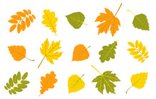 Set Of Autumn Colorful Leaves. Maple, Birch Leaves. Rowan And Walnut Leaves. Oak Leaves. In The Set On A White Background