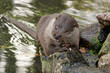 The European otter eats fish