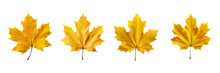 Set Of Yellow Maple Leaves Isolated On A Transparent Or White Background