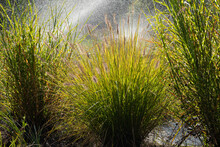 Ornamental Plant Pennisetum In The Garden. Watering, Splashing Water On A Sunny Day