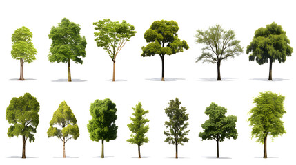 Wall Mural - Collection of  Trees Isolated on white background