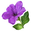 purple petunia flower with leaves realistic illustration