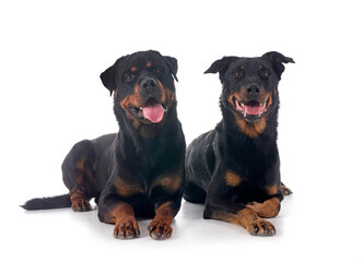 Wall Mural - french shepherd and rottweiler