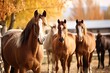 Autumn photo of brown young stallions in a corral farm
