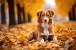 Autumn walk with Toller dog in yellow park leaves Nova Scotia