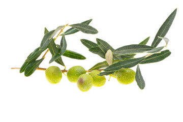 Poster - branch with green olives isolated