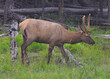 Yearling Elk in Wyoming