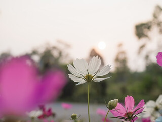 Wall Mural - White cosmos flower in the garden with sunset time