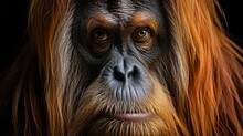 Portrait Head Of An Old Man That Looks Like An Orangutan