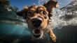 Happy Dog Swimming in the water
