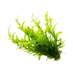 Seaweed isolated on white or transparent background