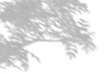 Wall Mural - shadow shade tree branches move isolate transparent backgrounds 3d rendering png