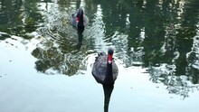 A Black Swan With A Red Beak Swims In The Lake At Sunset