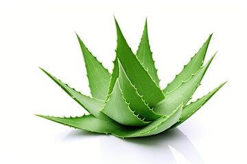 Poster - white background with isolated aloe leaf