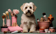 Dog sitting with grooming tools , studio portrait on solid background. 