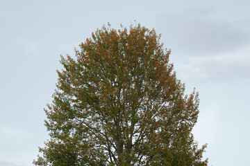 Wall Mural - An aspen tree by Evangsgutua at Lena, Norway.