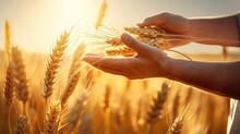 A Man Gently Picks Up Ripe Ears On A Wheat Field In The Sunset Rays. Beautiful Rural Landscapes With Rich Harvest. Natural Background. Illustration For Cover, Postcard, Interior Design, Decor, Print.