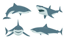 Sharks Animal Set. Underwater Sharks, Toothy Fish Mascot, Sea Fauna Characters In Different Poses. Ocean Aquatic Animals. Nature Vector Flat Or Cartoon Illustration Isolated On White Background.