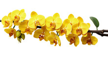 Branch Of Yellow Orchid Flowers Isolated On Transparent
