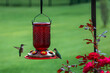 Happy hummingbirds at the feeder