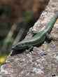 Madeira's Endemic Lizard Basking in the Sun on a Rock