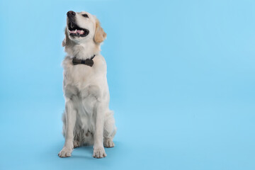 Poster - Cute Labrador Retriever with stylish bow tie on light blue background. Space for text