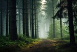 Fototapeta Las - foggy forest with picturesque trees 
