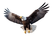 Bald Eagle Flying On Skies On Transparent Background, Generative AI