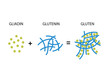 © katakari - Gluten Formation. Disulfide Bond Formation From Two Molecules, Gliadin and Glutenin