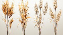 Wheat Ears Isolated On White Background UHD Wallpaper Stock Photographic Image
