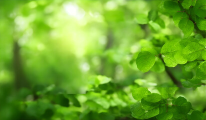 Wall Mural - Beautiful nature background with soft focus and bokeh. Green forest