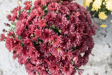 Wall Mural - macro top view texture background of muted burgundy pink chrysanthemum flowers in a sunny outdoor po