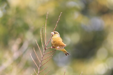 Sticker - Oriental Greenfinch (Chloris sinica) in Japan