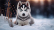 Siberian Husky puppy in the snow.