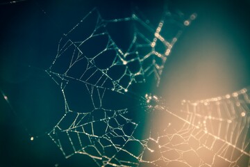 spider web with dew drops