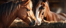 Bay Horses On The Farm Displaying Tenderness In A Photo Equine Life And Care