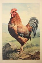 Rooster In Country Landscape Vintage Lithograph Style Print With Paper Texture