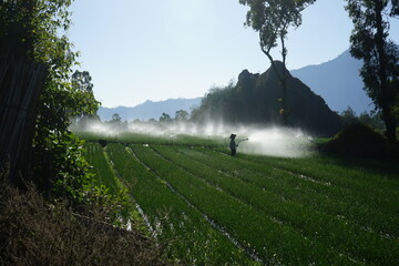 Poster - spring onion field in bali indonesia near mount batur